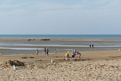 Passage de mouettes et de chevaux