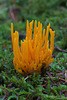 Calocera viscosa