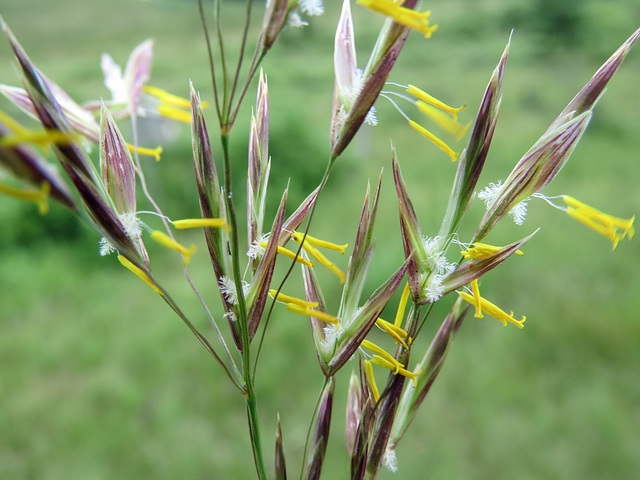 Brome Grass blowing in the wind