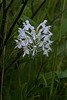 Platanthera conspicua (Southern White Fringed orchid)