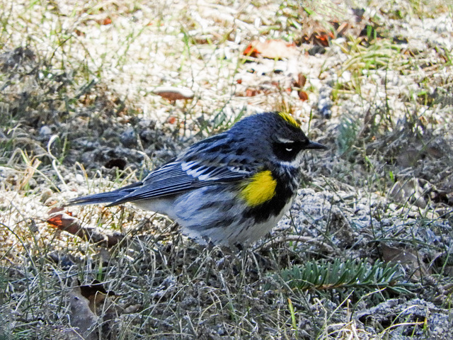 Day 6, Yellow-rumped Warbler, Tadoussac golf course