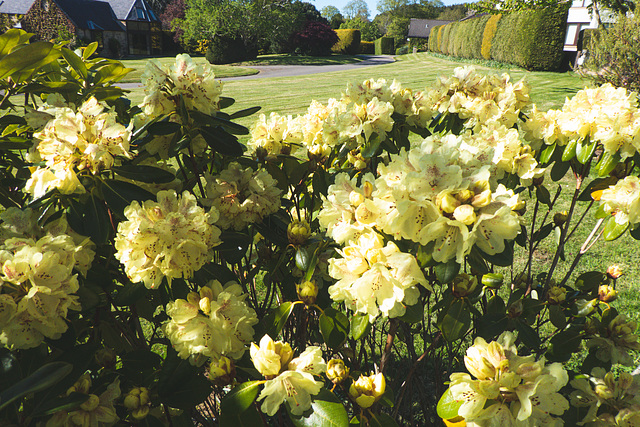 Start of the rhododendrons flowering - earlier than usual after a very dry sunny April. Start of the rhododendrons flowering - earlier than usual after a very dry sunny April.