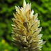 20210822 2525CPw [D~LIP] Kanarien-Glanzgras (Phalaris canariensis), Bad Salzuflen