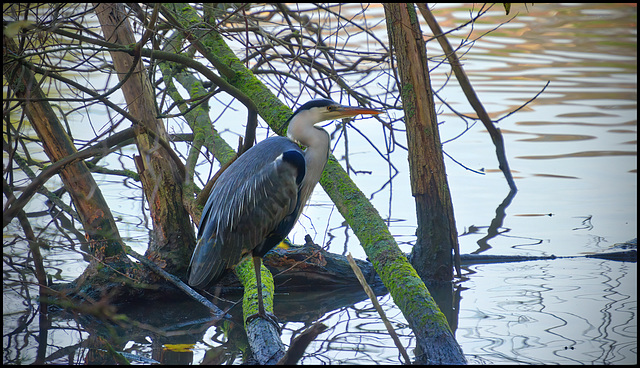 Gray Heron...........At Newmillerdam