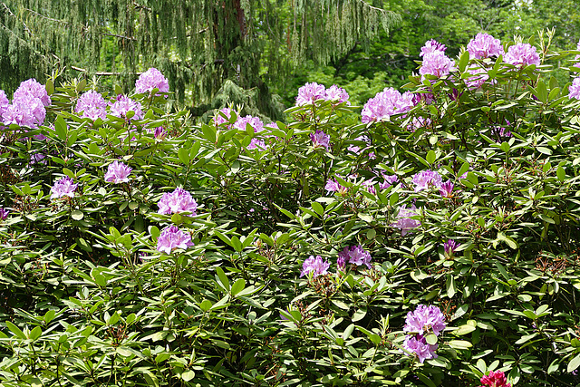 Rhododendronblüten