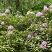 Rhododendronblüten