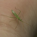 IMG 0650 Bug-1