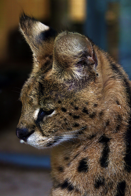 Considéré comme un gros matou de 13 kg , le serval .