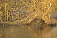 wooden sea monster in the Creek