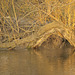 wooden sea monster in the Creek