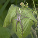 5T2A5723-CR3 DxO DeepPRIME -1Spider