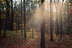 The Leaves Are Turning The Leaves Are Turning