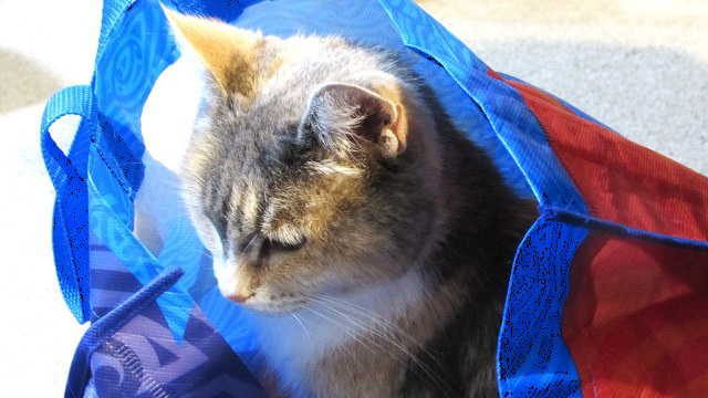 Illustrate A Nursery Rhyme