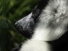 Ruffed Lemur - Isle of Wight Zoo