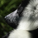 Ruffed Lemur - Isle of Wight Zoo