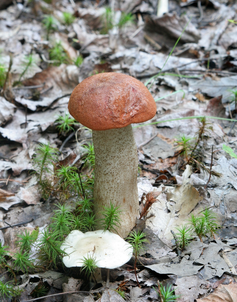 champignon-- mushroom