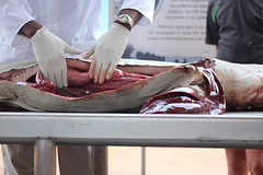 Hammerhead Shark Dissection