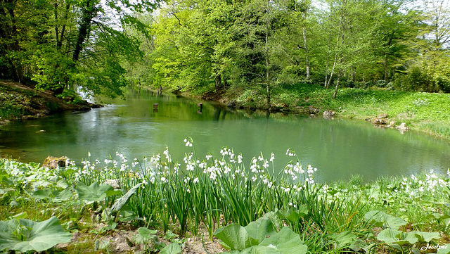 la source du Loiret ...