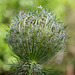 fleur de carottes sauvages