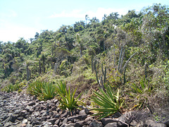 DSCN1928 - Praia de seixos com piteira Furcraea foetida, Agavaceae, e mandacaru Cereus hildmannianus, Cactaceae