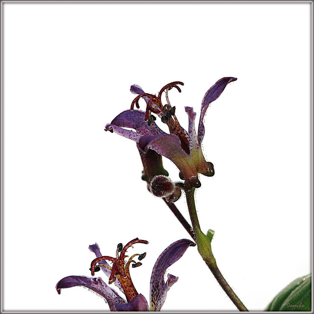 Tricyrtis