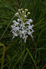 Platanthera conspicua (Southern White Fringed orchid)