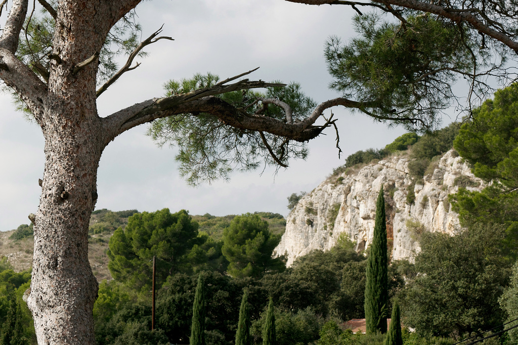 Entre pin et falaise