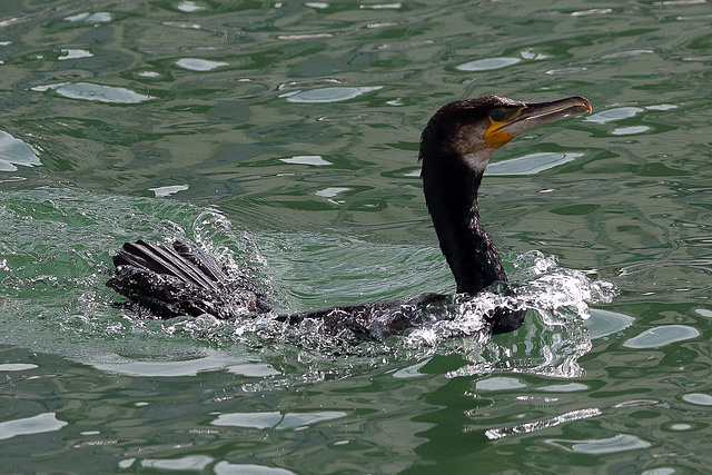 EOS 60D Unknown 2019 08 21 00210 Cormorant dpp