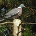 20210822 2528CPw [D~LIP] Ringeltaube (Columba palumbus), Bad Salzuflen