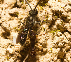 IMG 0041 Miner Bee Ant