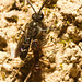 IMG 0041 Miner Bee Ant