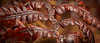 Der Farn hat einen schönen braun rötlichen Farbton angenommen :)) The fern has taken on a beautiful brownish reddish hue :)) La fougère a pris une belle teinte brun rougeâtre :))