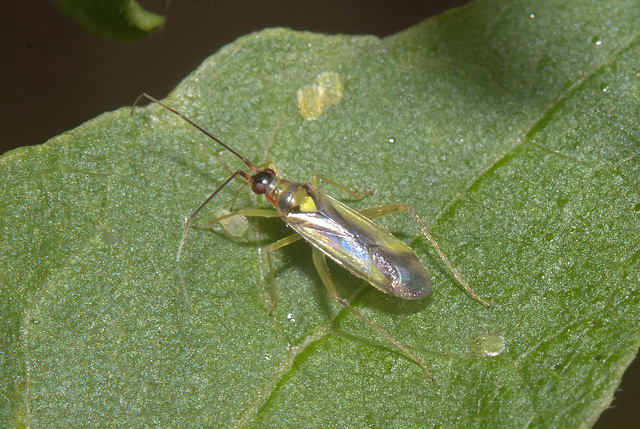5T2A5754-CR3 DxO DeepPRIME -1Insectv3