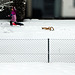 Schnee
