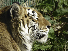 Profile of a sleeping Tiger