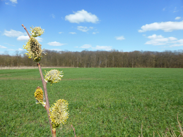 Frühling