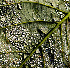 Rain Wet Leaf