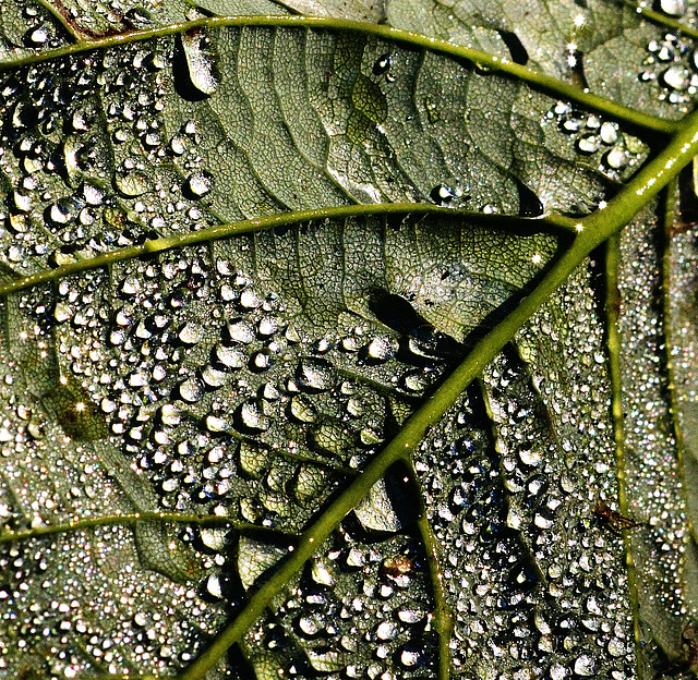 Rain Wet Leaf