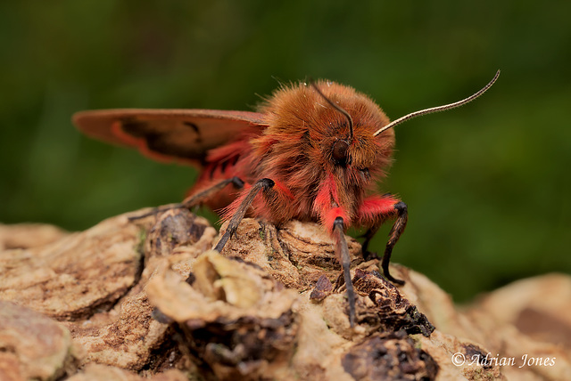 Ruby Tiger Moth