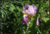 Queen of May (15)
