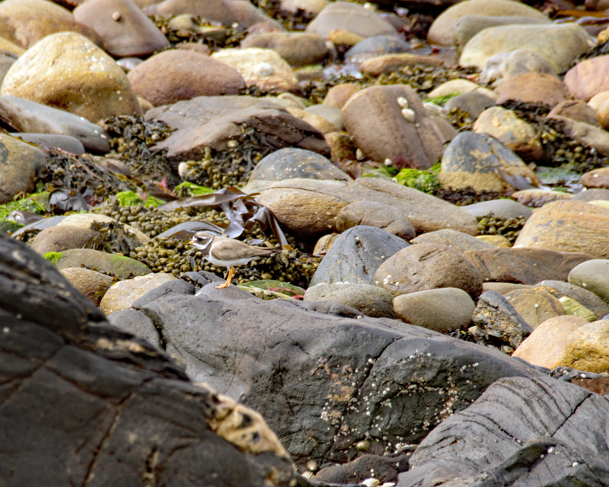 Ringed Plover