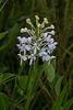 Platanthera conspicua (Southern White Fringed orchid)