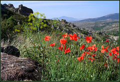 poppies