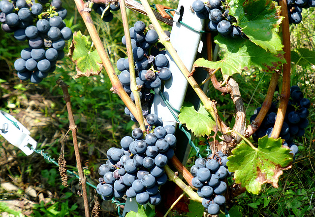 DE - Marienthal - Wine grapes