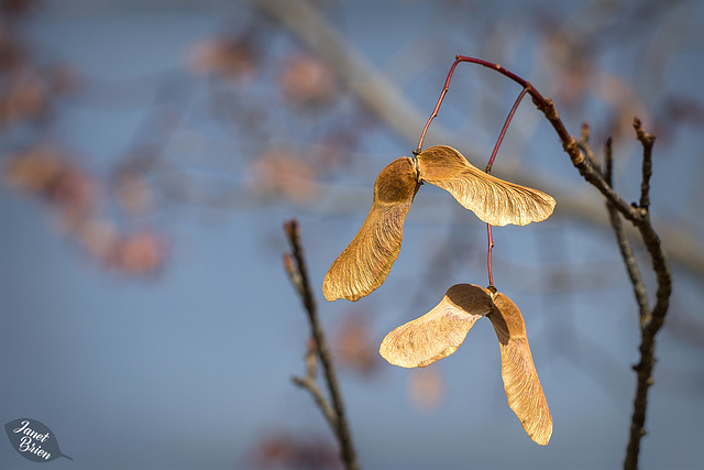 Maple Bats