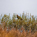 Marsh harrier