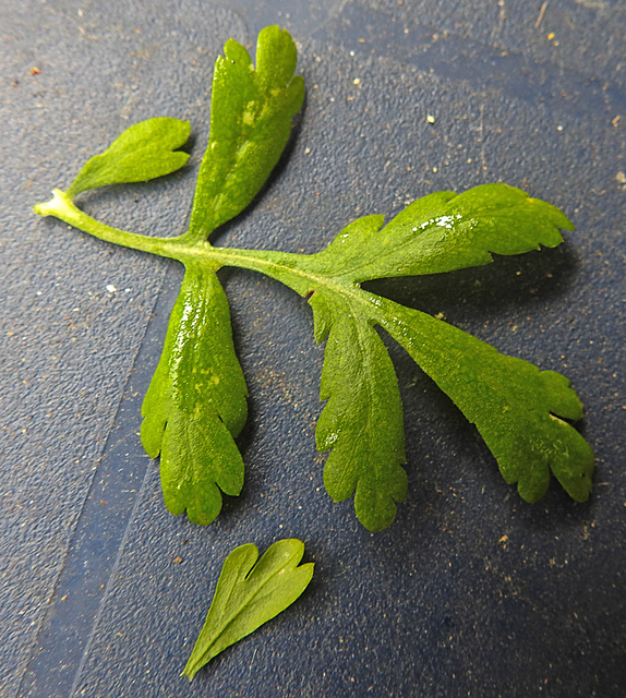 20210823 2533CPw [D~LIP] Mutterkraut (Tanacetum parthenium) Blatt, Bad Salzuflen