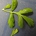 20210823 2533CPw [D~LIP] Mutterkraut (Tanacetum parthenium) Blatt, Bad Salzuflen