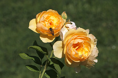 Roses from Manito
