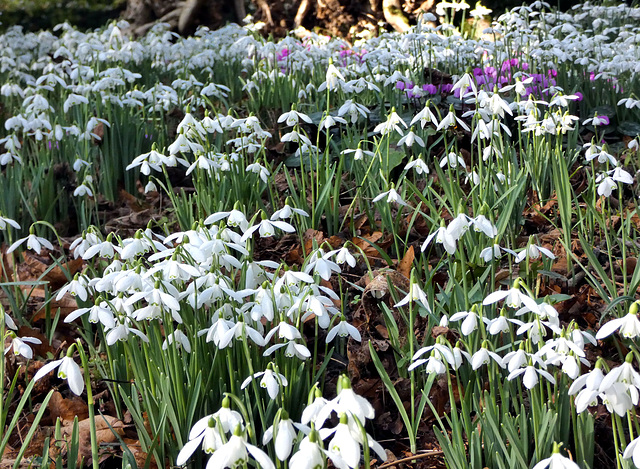 Snowdrops at Kingston Lacy